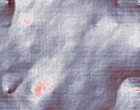 bilder tiere